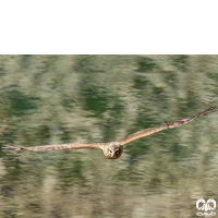 گونه سنقر خاکستری Hen Harrier